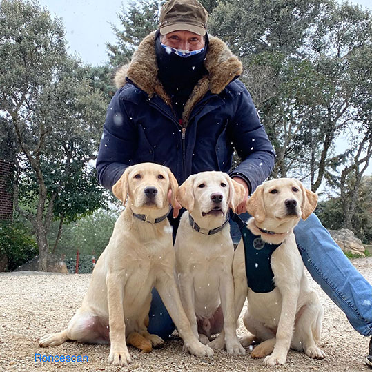 Adiestrador perros Retriever