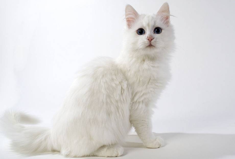 angora turco blanco cachorro