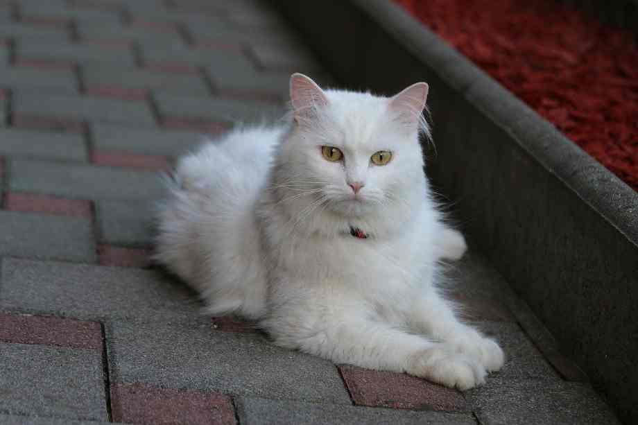 angora turco raza