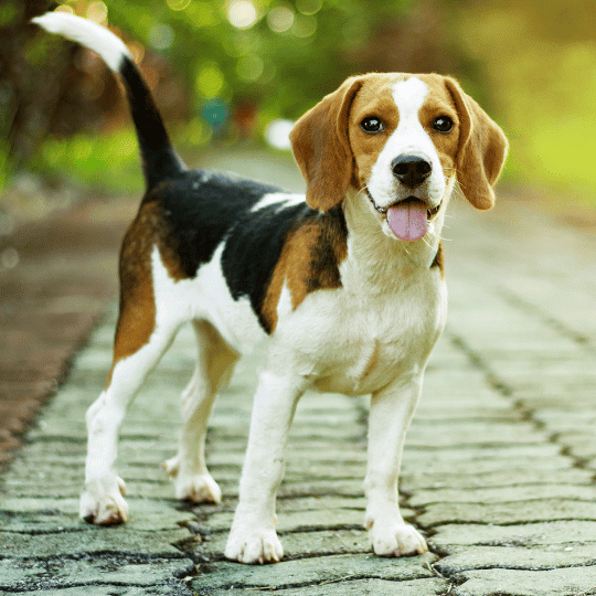 beagle de cuerpo entero. Smylepets.com