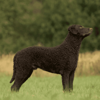 Curly coated retriever en la hierva