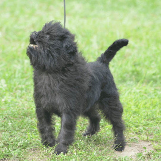 affenpinscher sobre hierva