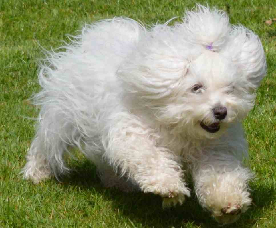 bichon boloñes caracter