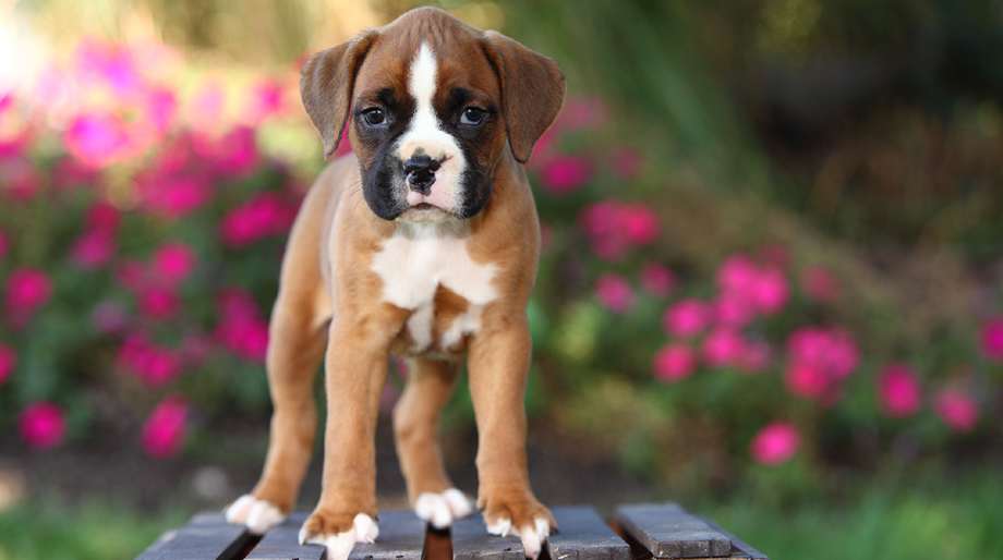 boxer cachorro