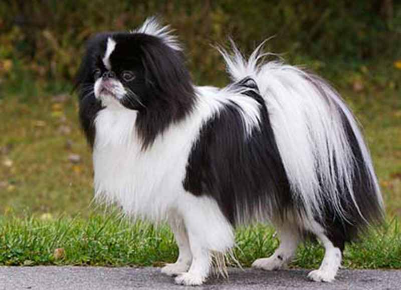 raza de perro chin japones