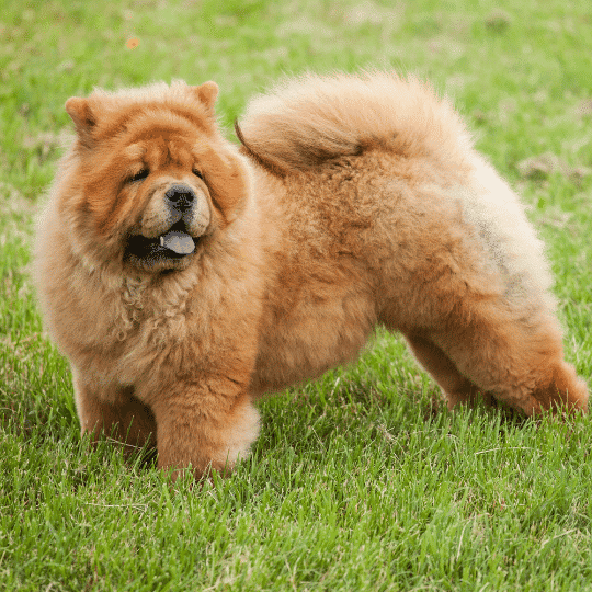 chow chow en la hierva