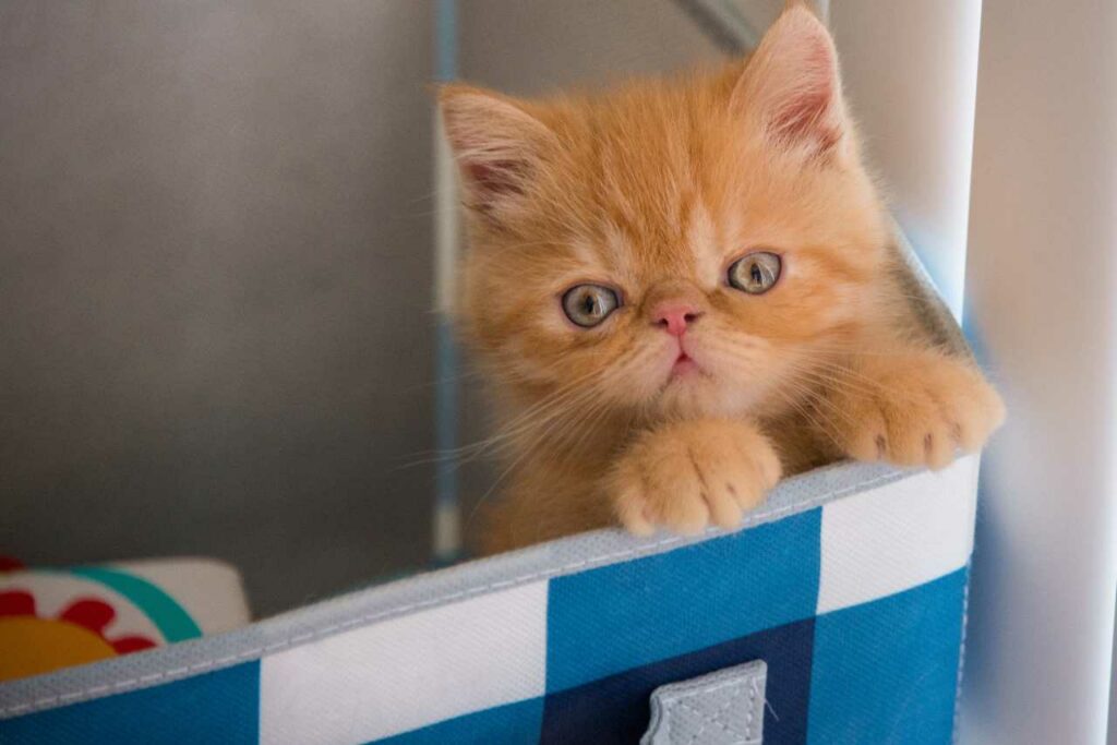 gato persa bebé