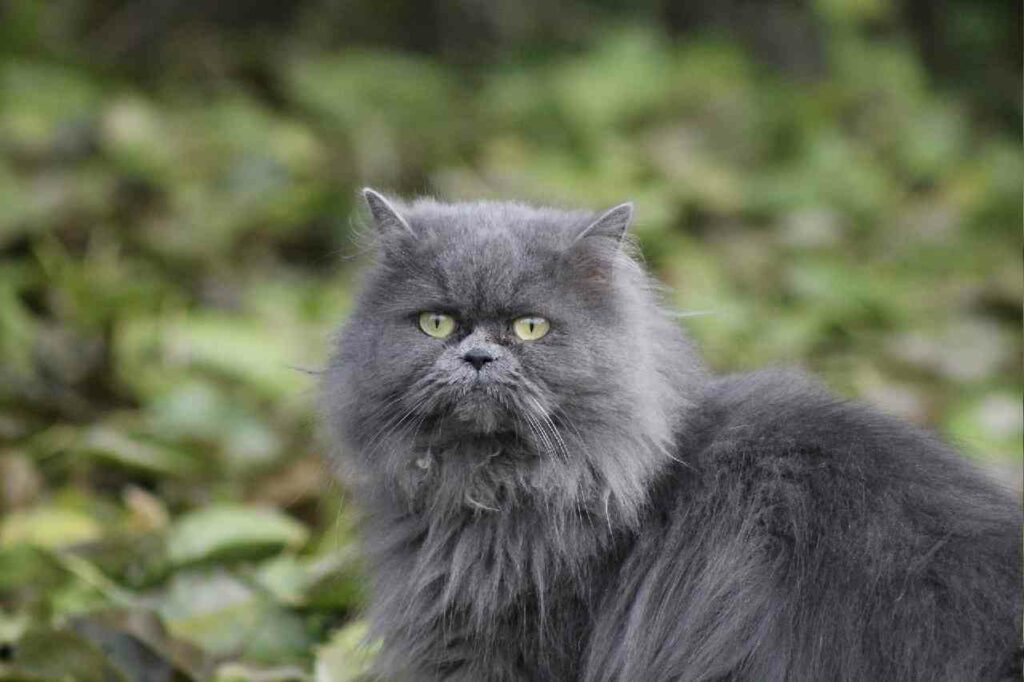 gato persa gris