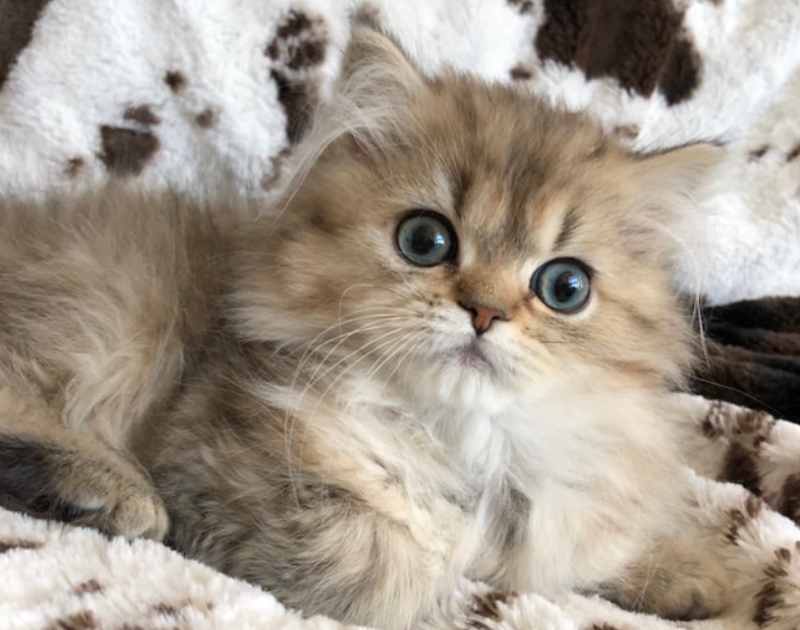 gato persa oro