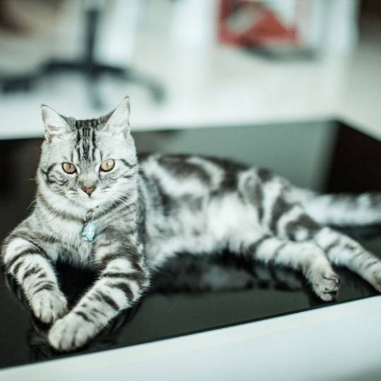 gato American Shorthair