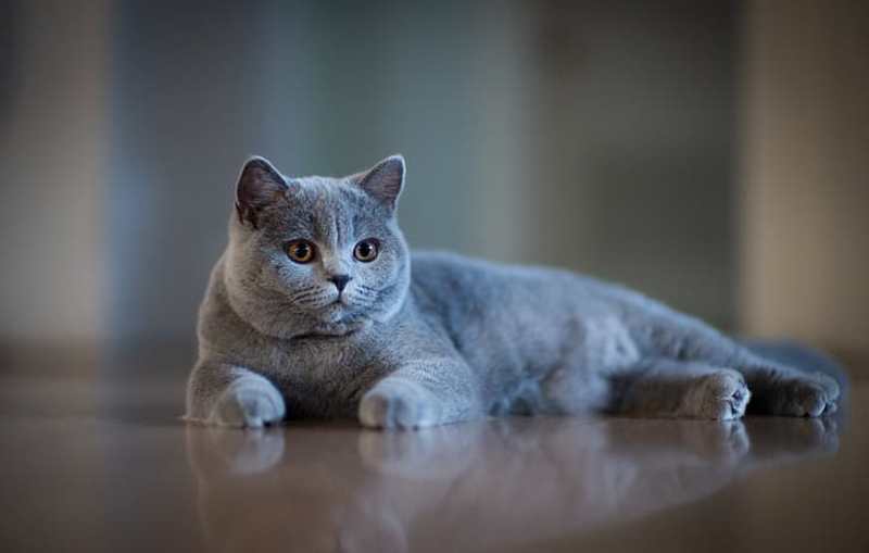 british gato tumbado