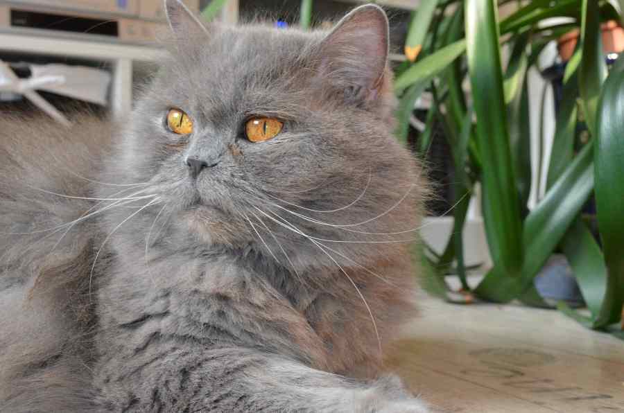 gato british de pelo largo o longhair