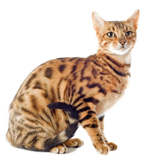 gato de bengala