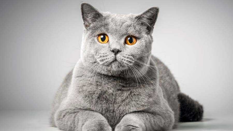 raza de gatos British Shorthair