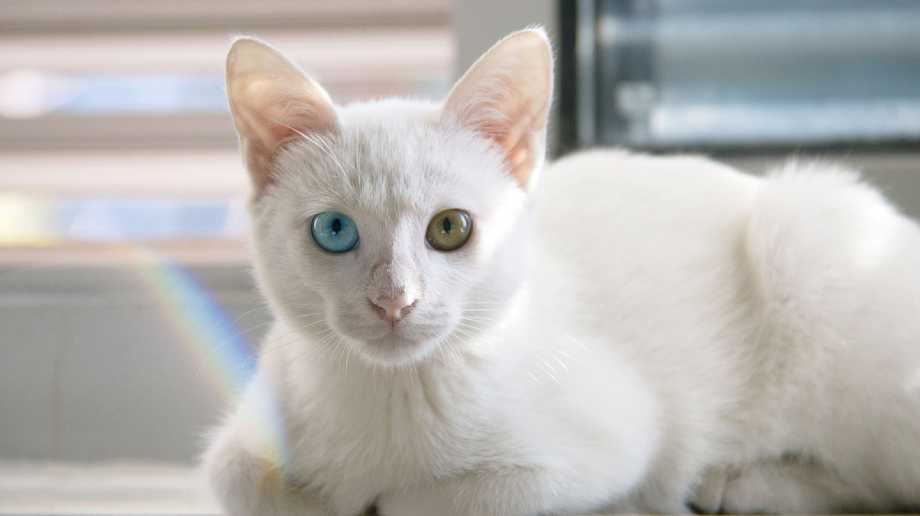 khao manee raza de gato