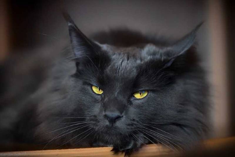 maine coon negro
