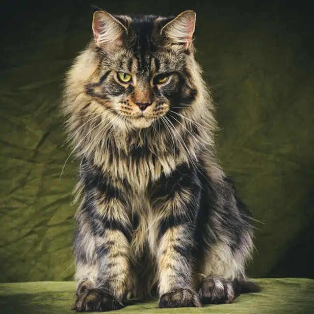 maine coon