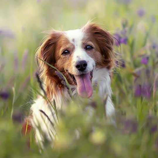perro hierbas primavera