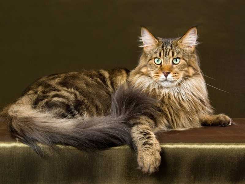 raza gato maine coon