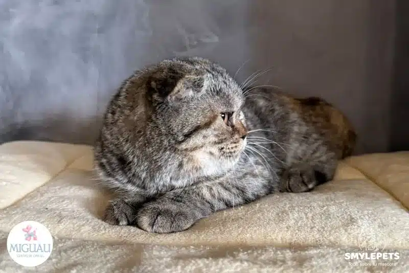 Smylepets MiGuau Scottish Fold adulto sentado Gato Scottish Fold, la singular raza de orejas plegadas