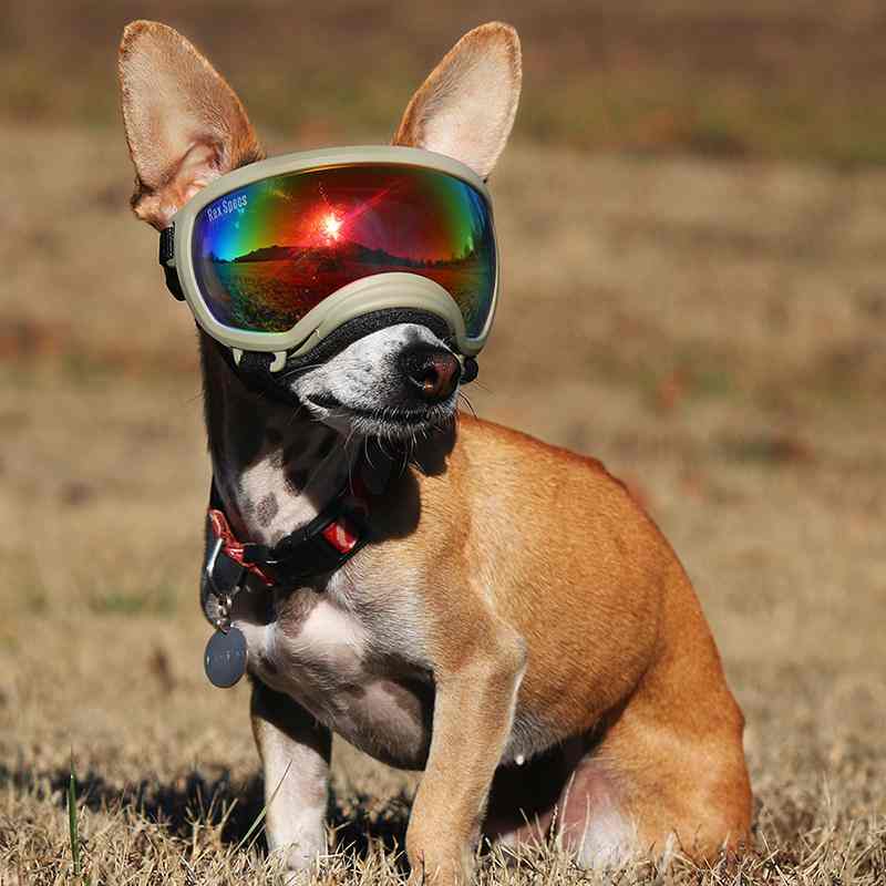cómo ven los perros
