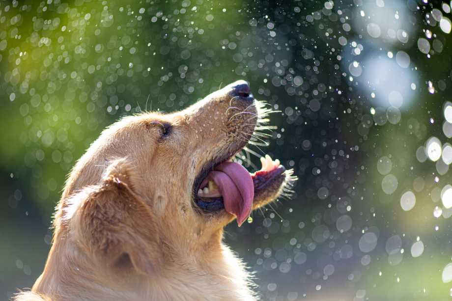 hidratar perros en verano