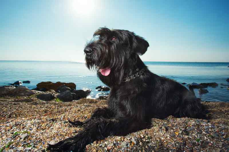 Perros hipoalergénicos Schnauzer Gigante