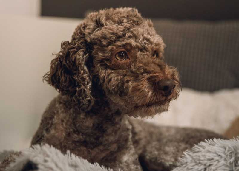 razas de perros hipoalergenicos, LagottoRomagnolo