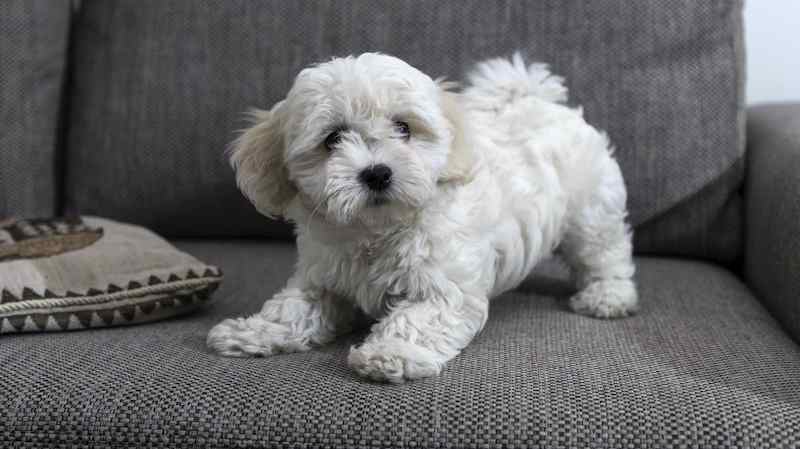 Perros hipoalergénicos, bichón boloñés