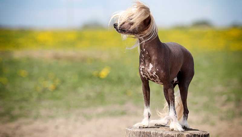 perros que no sueltan pelo - Crestado Chino