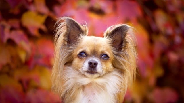 perro papillón carácter