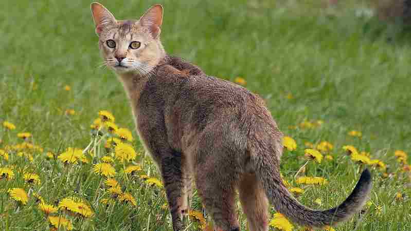 chausie raza gato