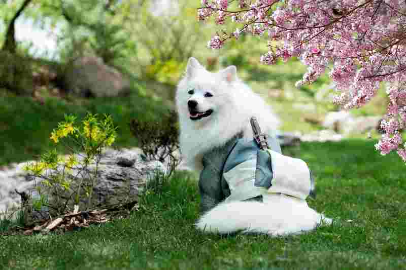 Perro Spitz Japonés adulto
