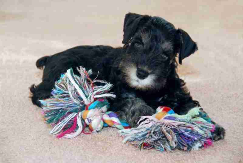 Schnauzer miniatura cachorro