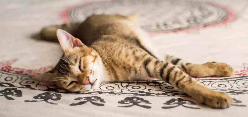 chausie tumbado