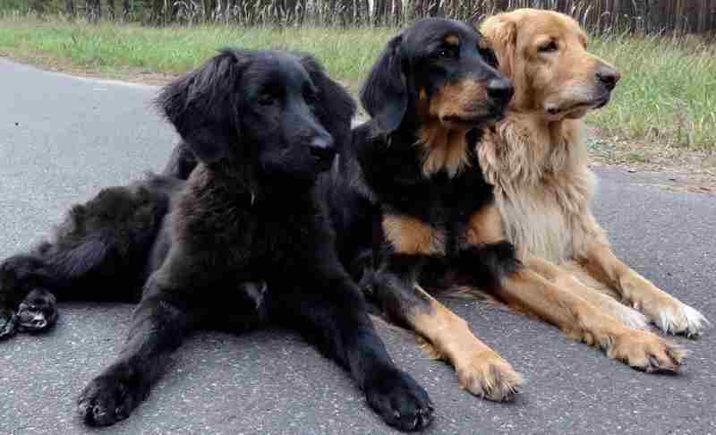 perros hovawart negro, dorado, negro y dorado