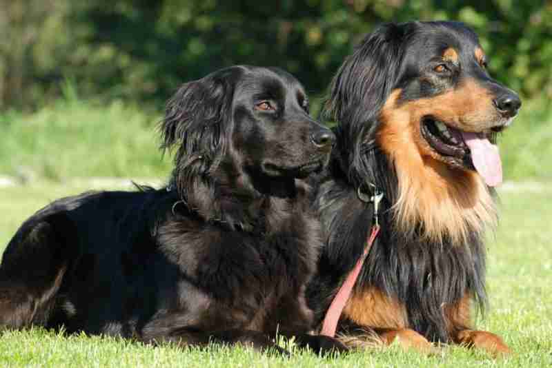 Hovawart perros