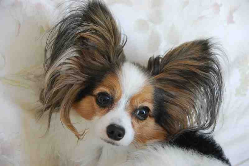 Papillon perro raza
