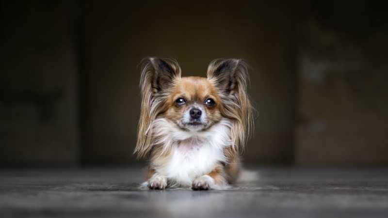 Papillón perro