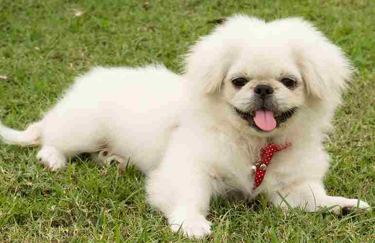 pequines blanco