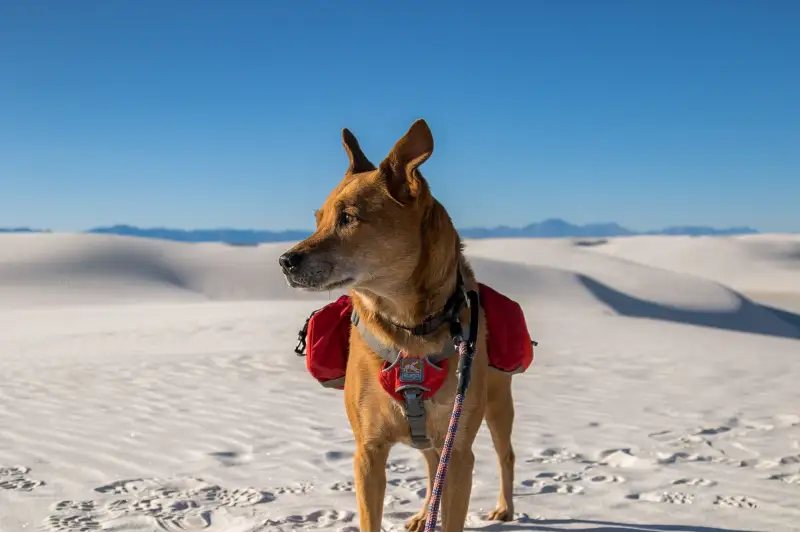perro mestizo grande
