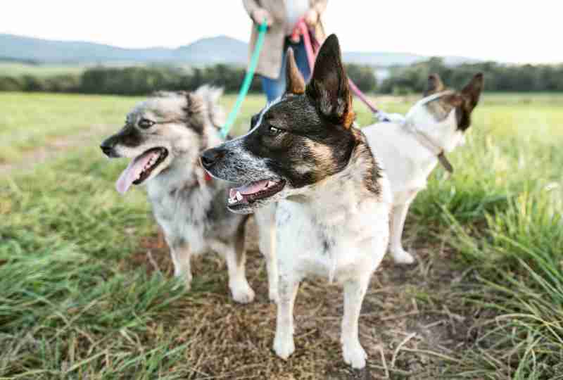 Perros mestizos adoptar