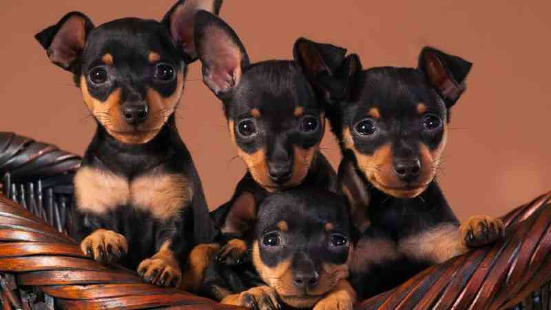 Pinscher miniatura cachorros