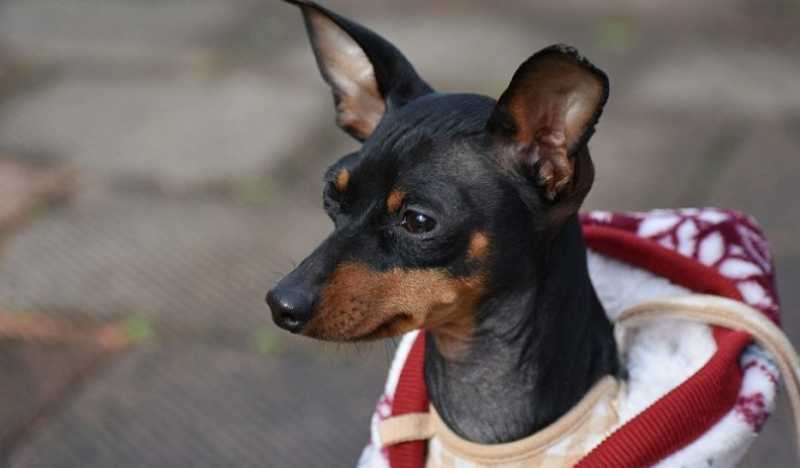 mini pinscher negro