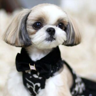 shih tzu