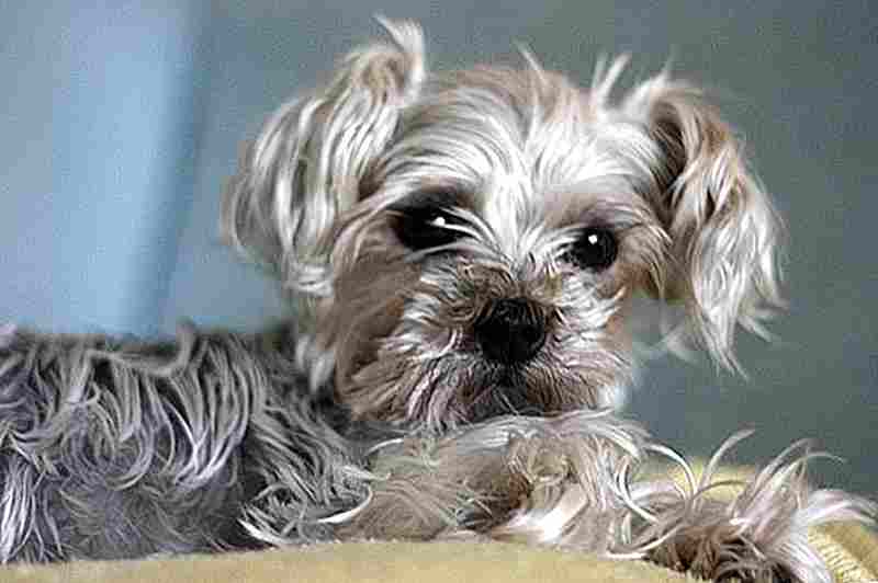snorkie, hibrido de schnauzer miniatura