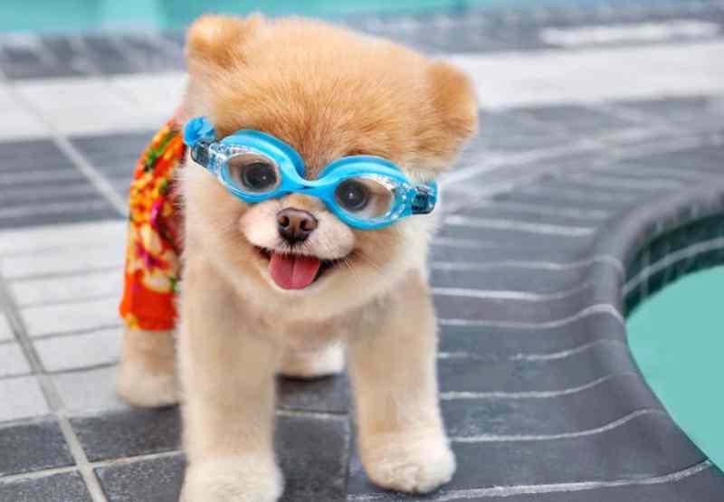 Boo perro pomerania