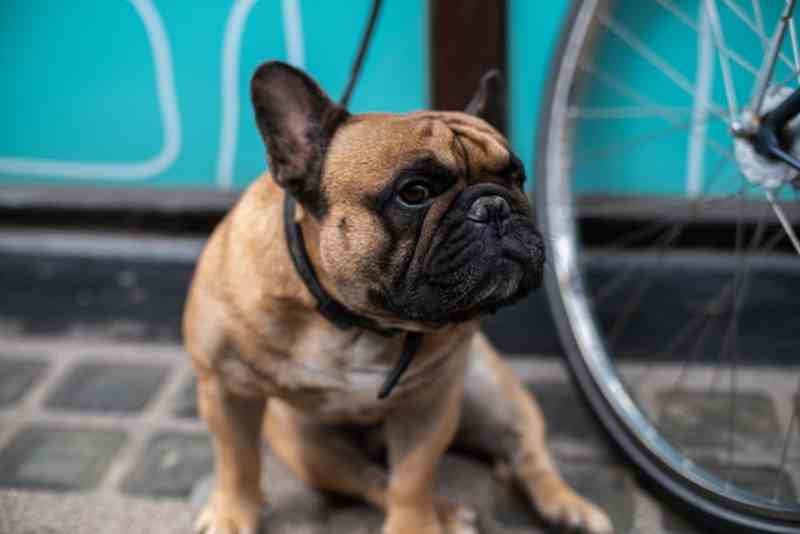 perro bulldog francés