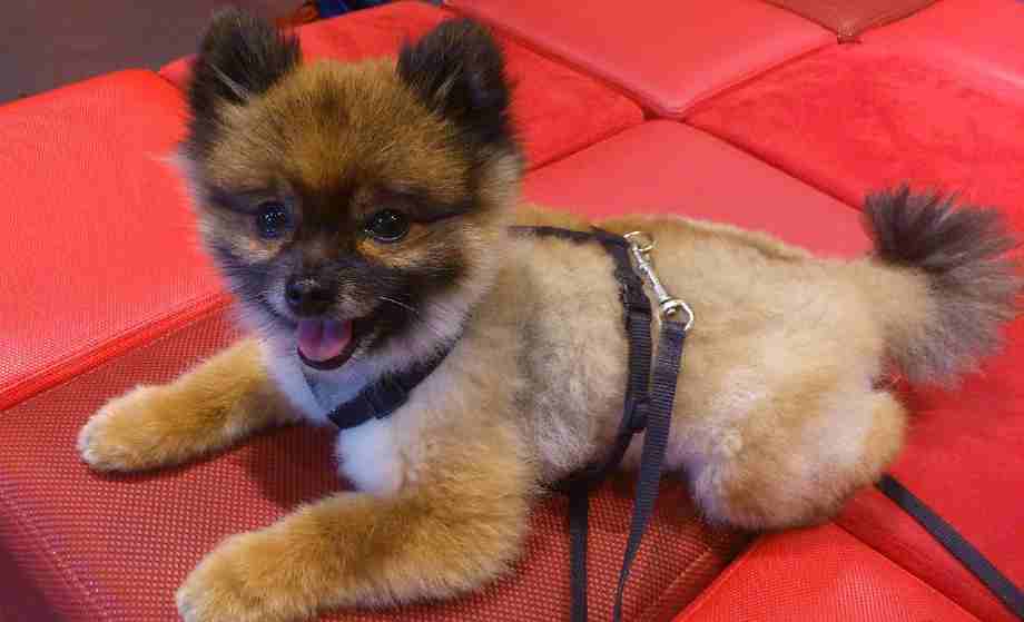 cachorro pomerania
