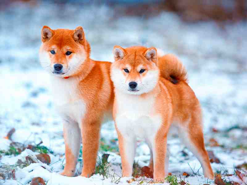 perros japoneses shiba uno